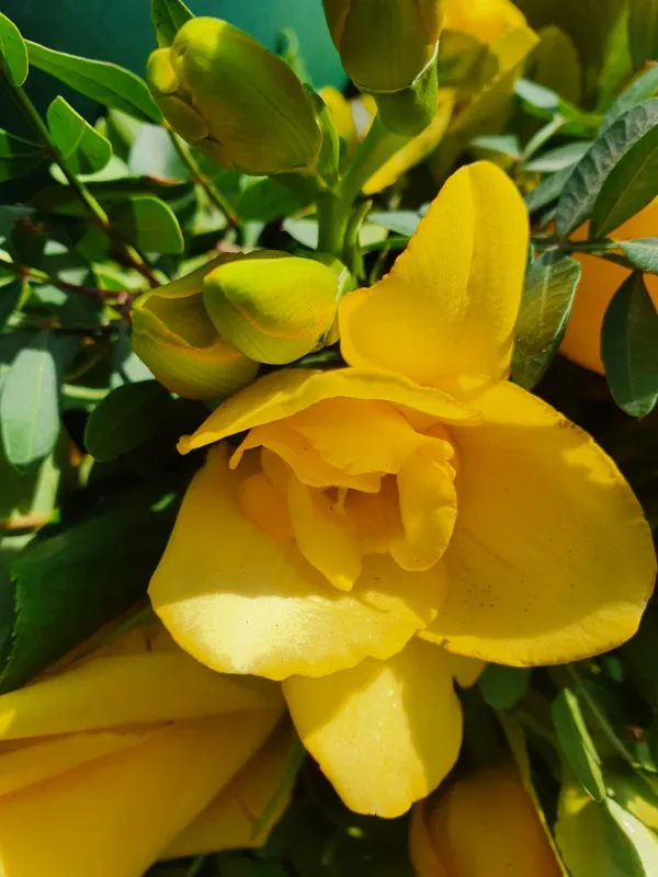 Gelbe Blumen