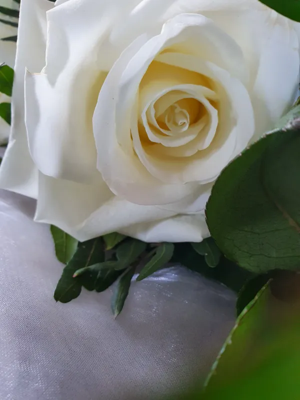 Weiße Rose