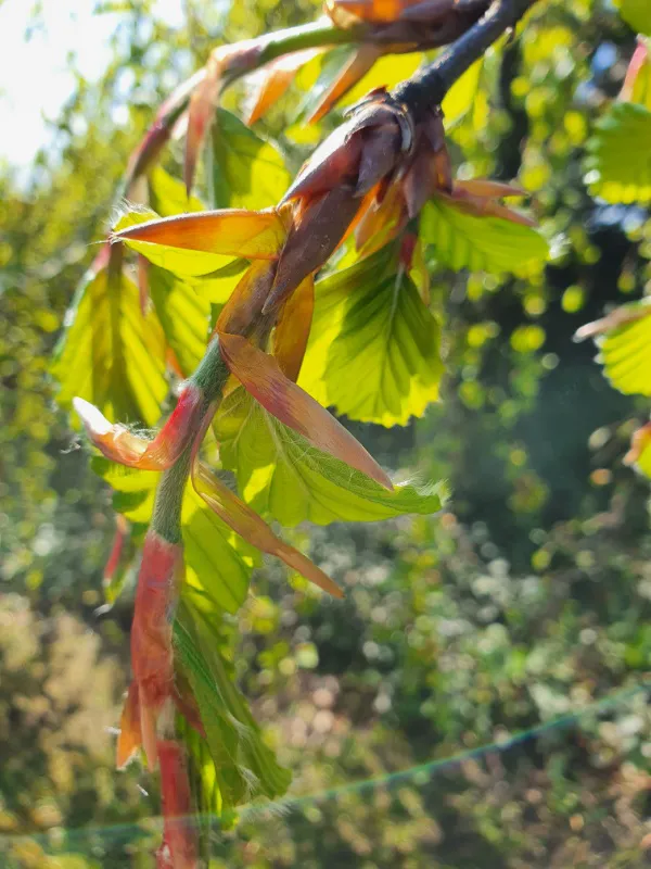 Zweig von einem Baum